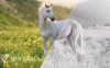 Blender白马动物毛发贴图骨骼3D模型资产 VFX Grace – White Horse Animation