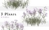 马鞭草植物园艺景观3D模型 CGMOOD – Set Of Verbena Bonariensis Plant ( Vervain )